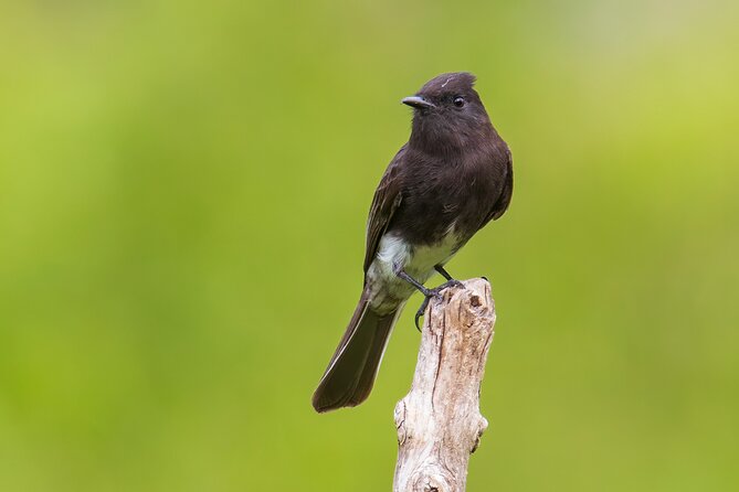 5-Hour Private Birdwatching Experience in San Juan La Laguna