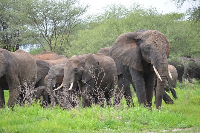 5days Tanzania Safari Lodge and Camping Serengeti, Tarangire & Ngorongoro Crater