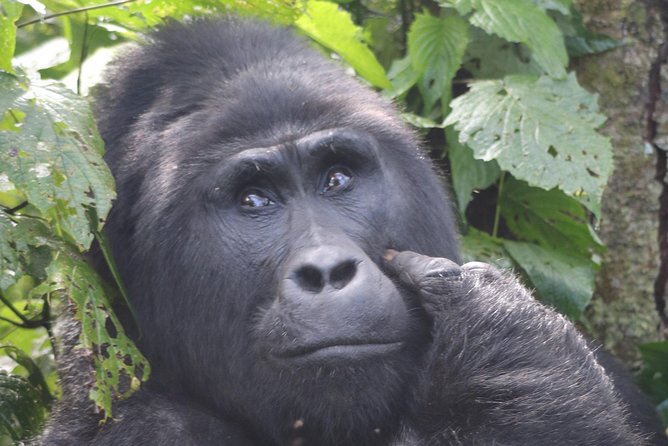6 Day Gorillas, Golden Monkeys and Chimp Trek at Kibale