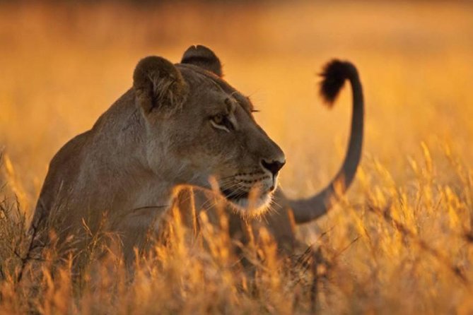 6 Days 5 Nights Lodge Safari Tarangire, Manyara, Serengeti & Ngorongoro Crater