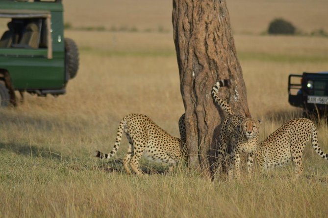 6 Days Amboseli, Lake Nakuru and Masai Mara