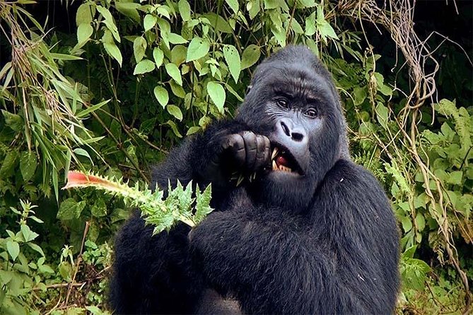 6 Days Chimps, Gorillas & Murchison Falls Africas Big Five Experience Safari