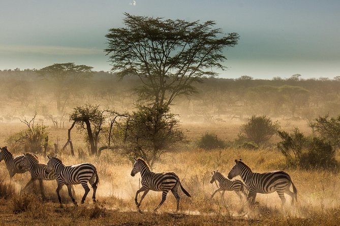 6 Days Tanzania Budget Camping Safari