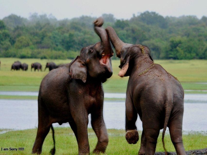 6 Best Safari Tours In Nuwara Eliya