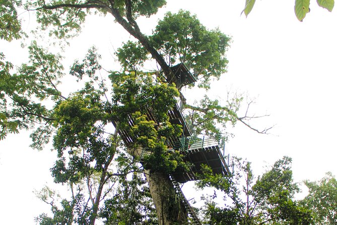 60M Tree Climbing Experience With Descent in Tarzan or Rapel