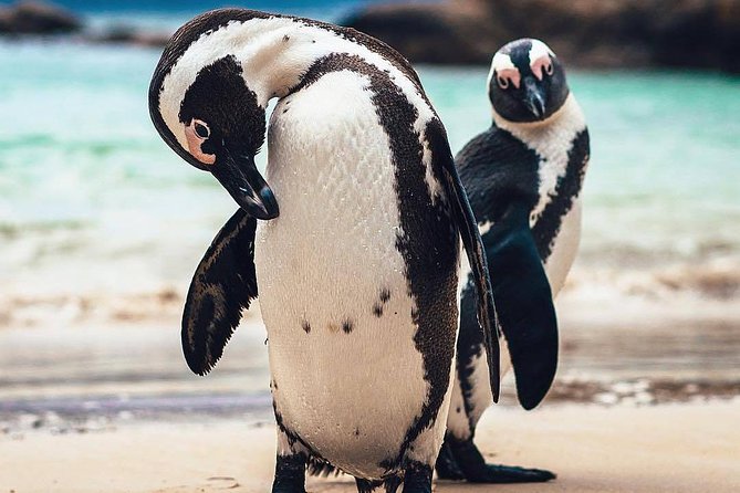 7-day Cape Town, Winelands, Garden Route and Addo National Park