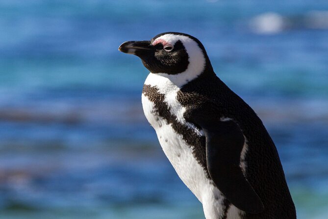 7 Day Garden Route to Addo, Cape Point and Winelands Combo Tour - Tour Overview