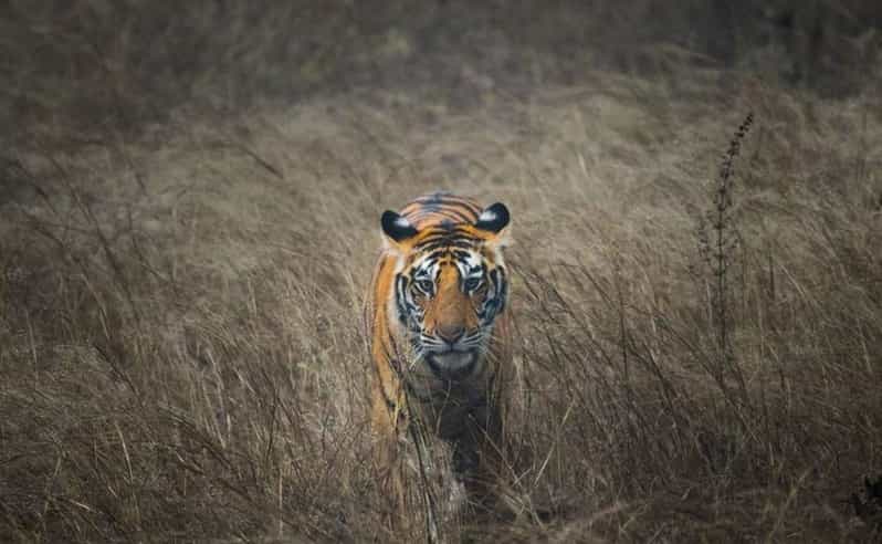 7-Days Golden Triangle Tour With Tiger & Leopard Safari