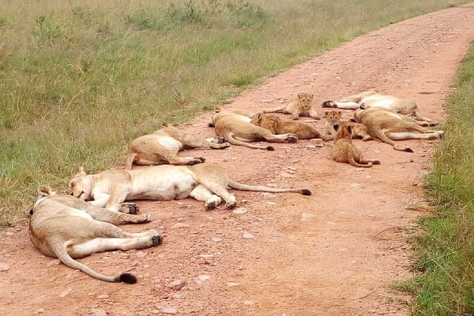 7 Days Maasai Mara, Lakes Nakuru, Naivasha & Amboseli Group Tour