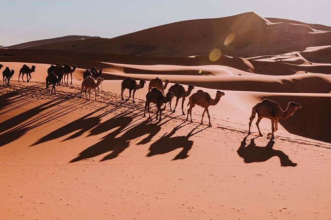 8-Day Desert Tour: Discover the Beauty and Thrill of the Dunes