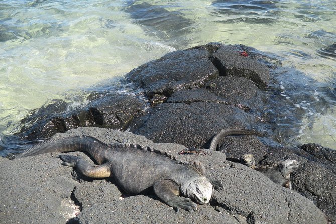 8-Day Galapagos Island Hopping Tour-Explore 5 Islands-Snorkel,Hike & Wildlife