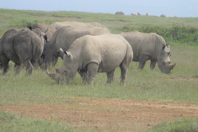 8 Days Amboseli Great Rift Valley Lakes & Masai Mara