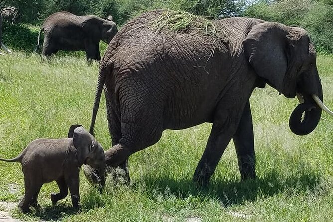 8 Days Great Wildebeest Calving Migration Safari From Arusha - Safari Overview and Itinerary