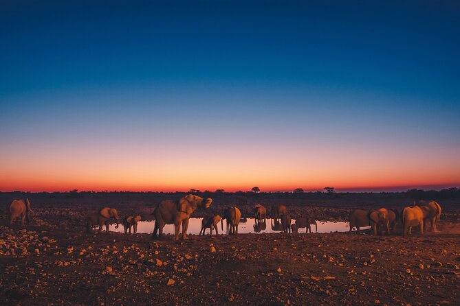 9 Day Etosha, Skeleton Coast and Sossusvlei Camping and Lodge Safari - Wildlife Experiences