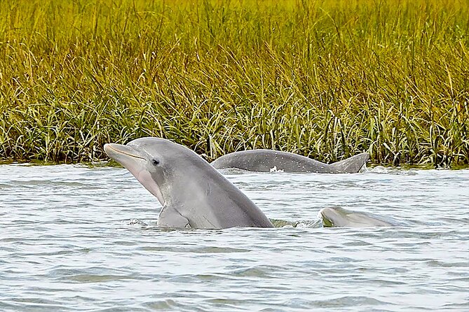 90 Minute Hilton Head Dolphin and Nature Cruise