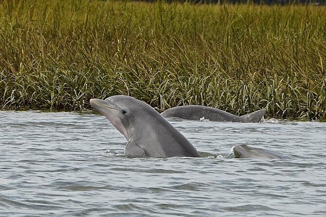 90 Minute Hilton Head Sunset Dolphin Cruise