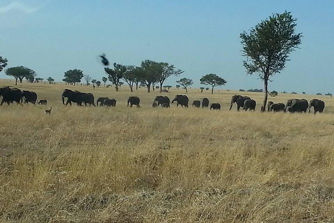 A Day Trip To Selous Fly From Zanzibar - Planning Your Zanzibar to Selous Trip