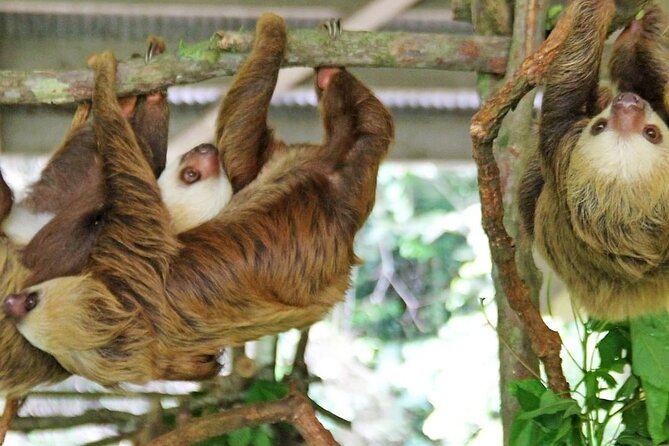 A Day With Nature: Boat Trip on Gatun Lake and The Aerial Tram