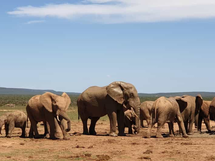 Addo Elephant National Park (Full-Day Game Drive ) - Tour Overview and Pricing