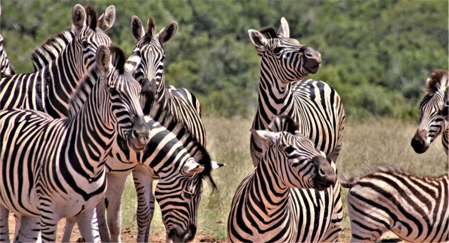 Addo Elephant National Park: Full-Day Safari Tour With Lunch - Tour Overview and Pricing