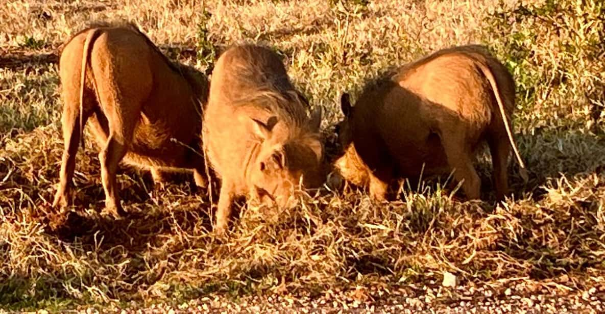 Addo Elephant National Park (Half Day Game Drive ) - Overview of Addo Elephant National Park