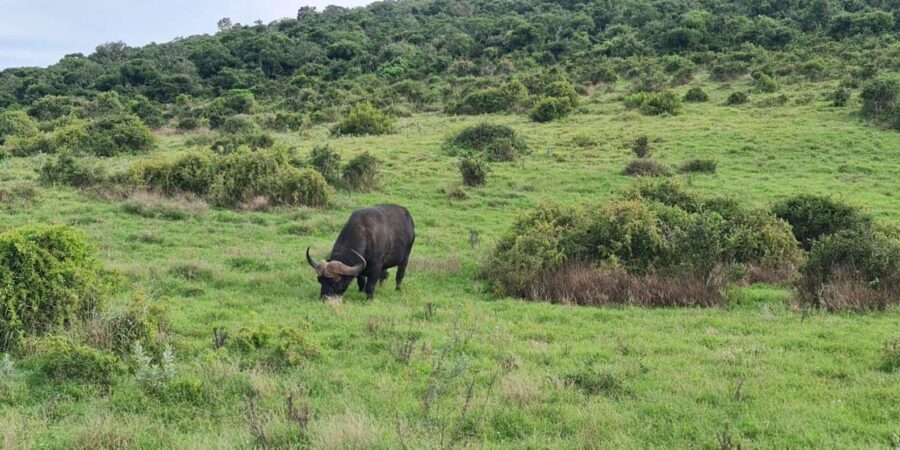 Addo Elephant National Park – Half Day Private Tour