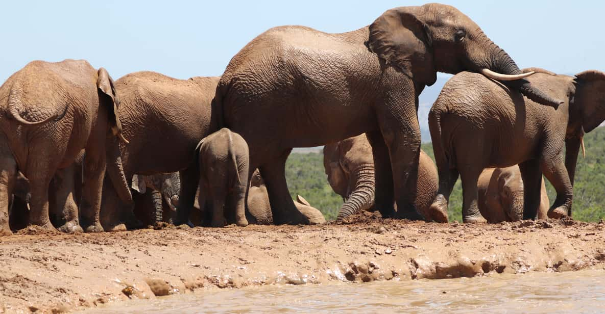 Addo Elephant National Park Half-Day Safari - Overview of the Safari