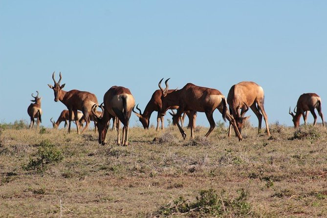 Addo Elephant National Park - HD01