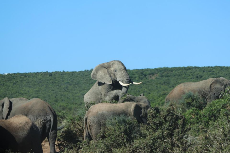 Addo Elephant Park Tours . - Experience Highlights