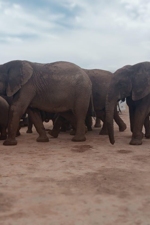 Addo Elephant Park:Safari Tour Meet Big 5 to Be Satisfied