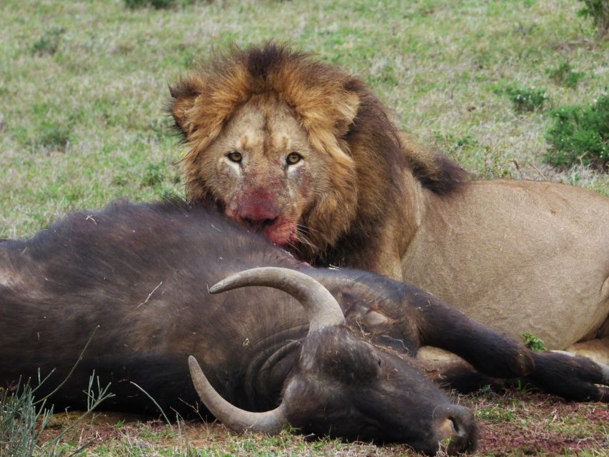 Addo National Park: Full-Day Safari Tour - Highlights of the Experience