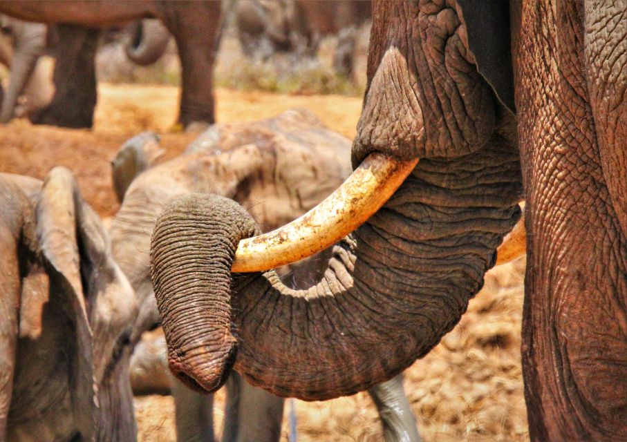 Addo National Park: Guided Half-Day Safari - Exploring Addos Northern Game Viewing Area