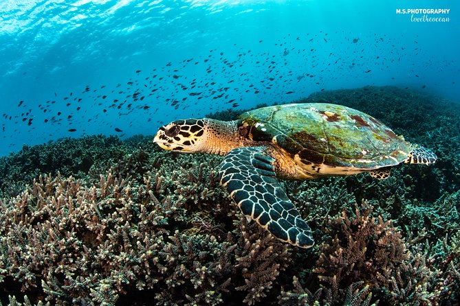 Advanced Open Water Course in Pemuteran - Certification in Bali (Menjangan Park) - Course Overview