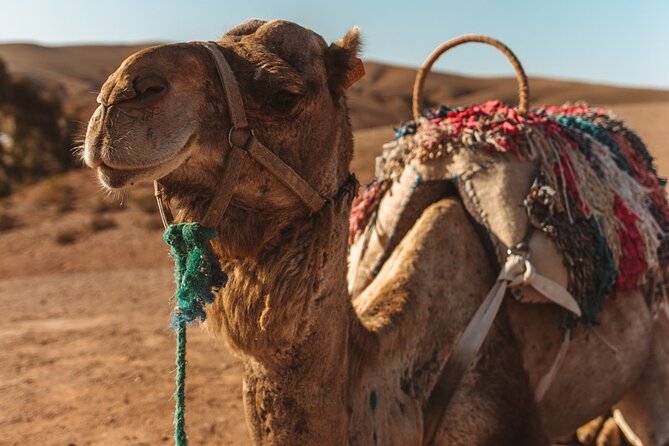 Agafay Desert - Quad Camel and Dinner Show - Quad Biking Adventure