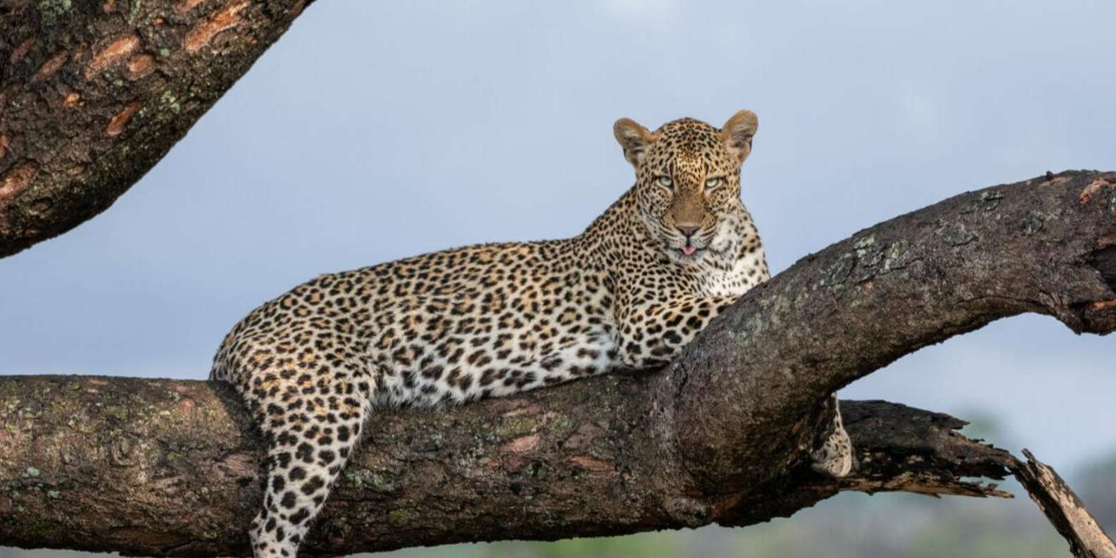 All Inclusive 3 Day Kruger Safari From Nelspruit - Overview and Pricing