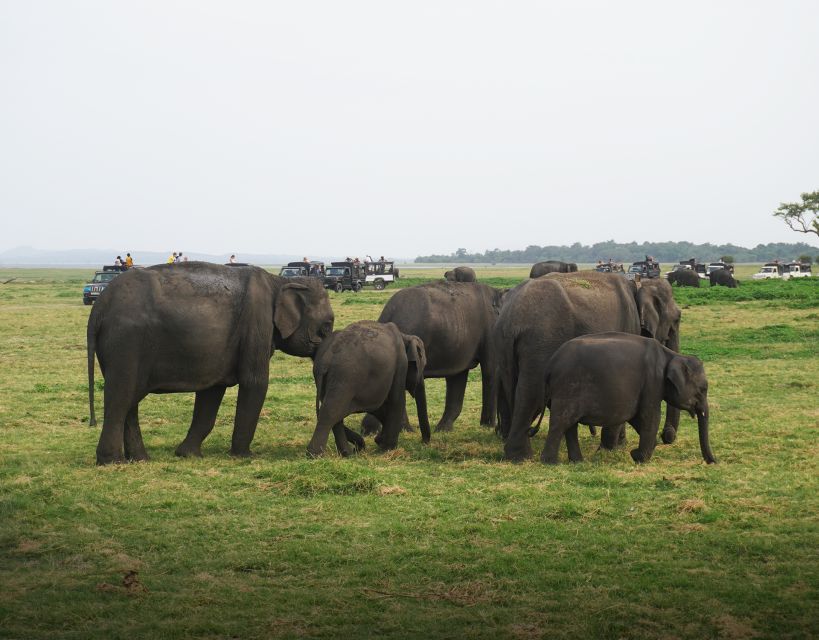 All-Inclusive Habarana Hurulu Eco Park Privet Halfday Safari - Overview of the Safari