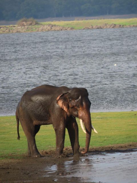 All Inclusive Minneriya/Kaudulla/Hurulu National Park Safari