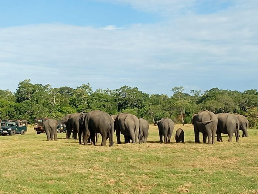 All Inclusive Minneriya National Park Safari With Hotel Pick