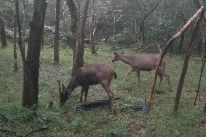 All Inclusive Private Safari at Wilpattu National Park From Negombo - Overview of Wilpattu National Park