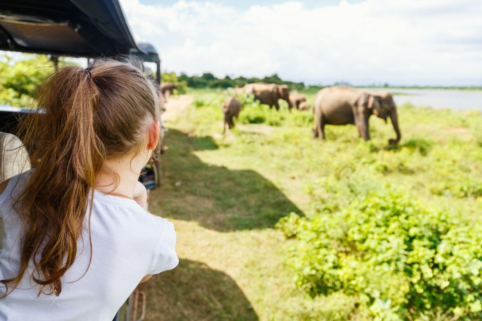 All Inclussive Udawalawa National Park Safari From Colombo - Tour Overview and Pricing