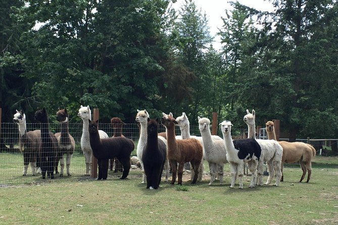 Alpaca Ranch and Fiber Processing Mill Tour - Overview of the Alpaca Ranch