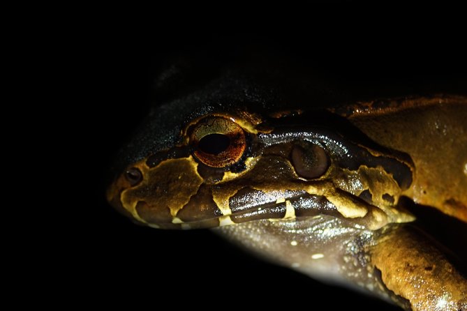 Amazing Red-Eyed Frog Night Walk La Fortuna - Overview of the Tour