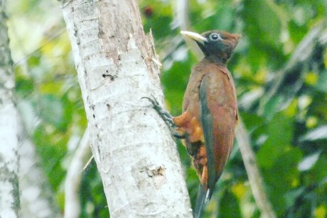 Amazon Wildlife Explorations 3 Days 2 Night