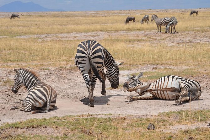 Amboseli/ Lake Naivasha/ Masai Mara 5 Days Camping Safari