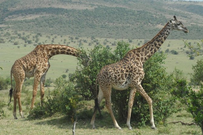 Amboseli National Park Day Tour From Nairobi