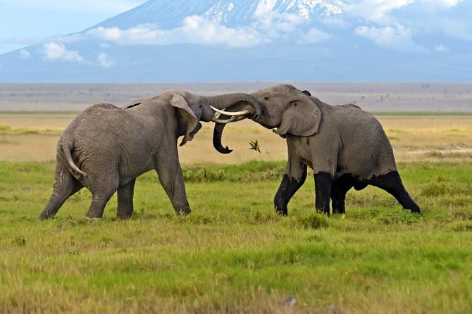 Amboseli National Park Guided Full Day Tour