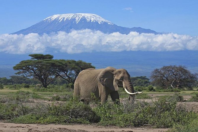 Amboseli/ Tsavo West/ Tsavo East 4 Days Safari