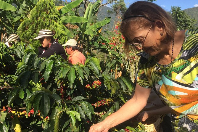 Angelópolis Coffee Tour