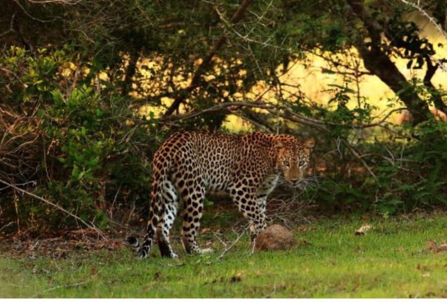 Anuradhapura: Morning or Evening Safari at Wilpattu Park - Safari Overview