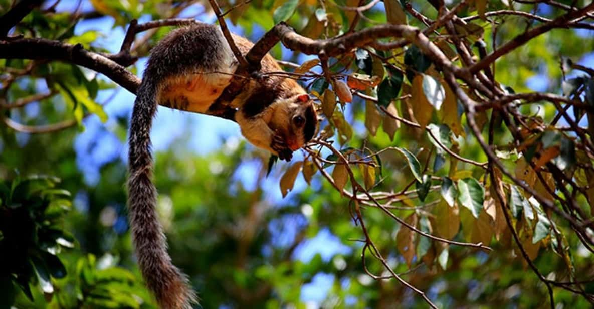 Anuradhapura: Wilpattu National Park Day Trip With Entrance - Overview and Pricing